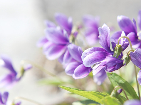スミレの花