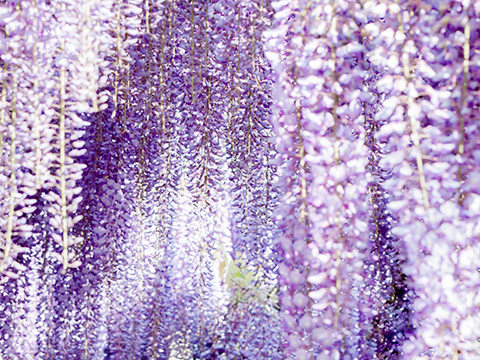 フジの花