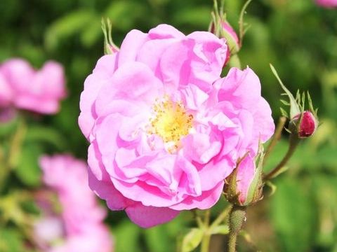 ダマスクローズの花