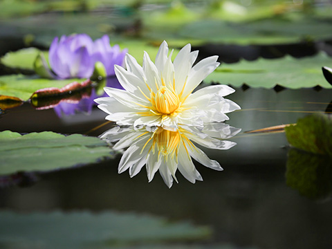 スイレンの花
