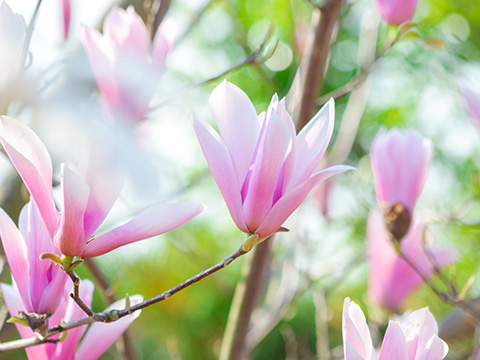 モクレンの花