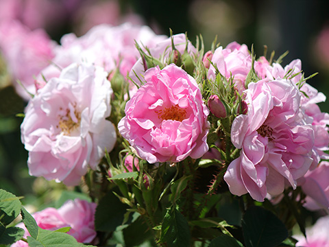 ダマスクローズの花