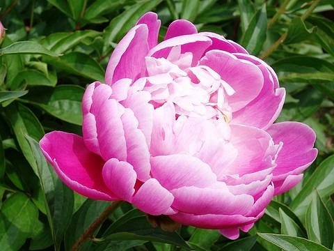芍薬・ピオニーの花