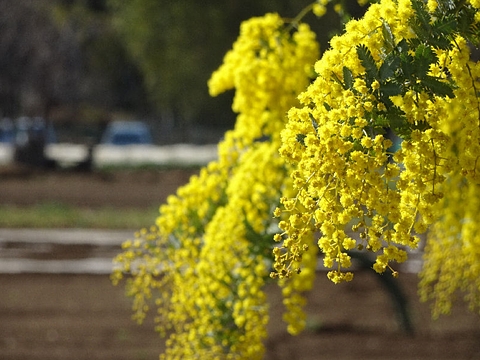 ミモザの花